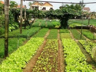 Dịch Vụ Hợp Thửa Đất Tại Tây Ninh – Uy Tín, Nhanh Chóng, Đáng Tin Cậy Nhất